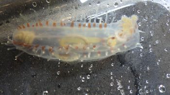 Media type: image;   Invertebrate Zoology 153394 Description: Live specimen.;